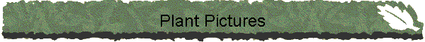 Plant Pictures