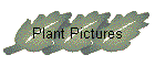Plant Pictures
