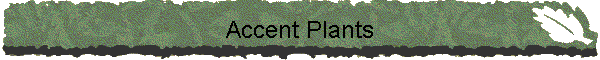 Accent Plants