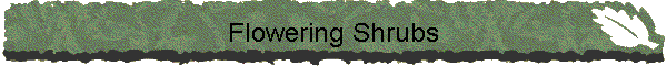 Flowering Shrubs